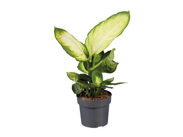 House Plants