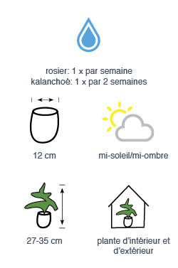 Rosier ou kalanchoé