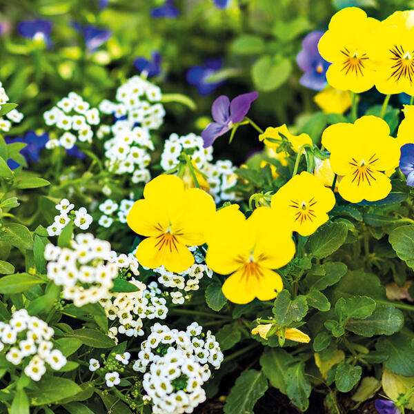 Viola-Lobularia Duo