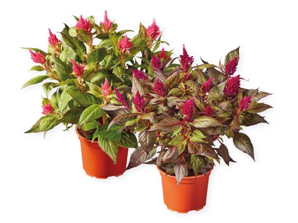Celosia