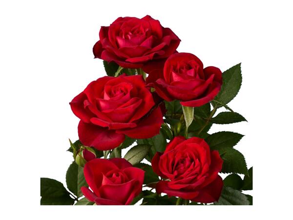 Mini Rose