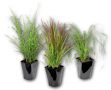 Winterhartes Ziergras