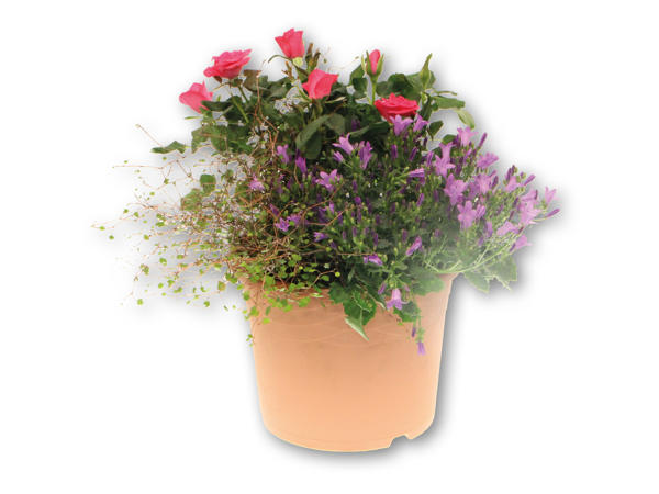 Sammenplantning