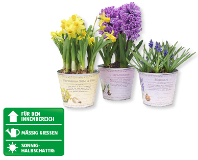 GARDENLINE(R) Blumenzwiebel im Zinktopf