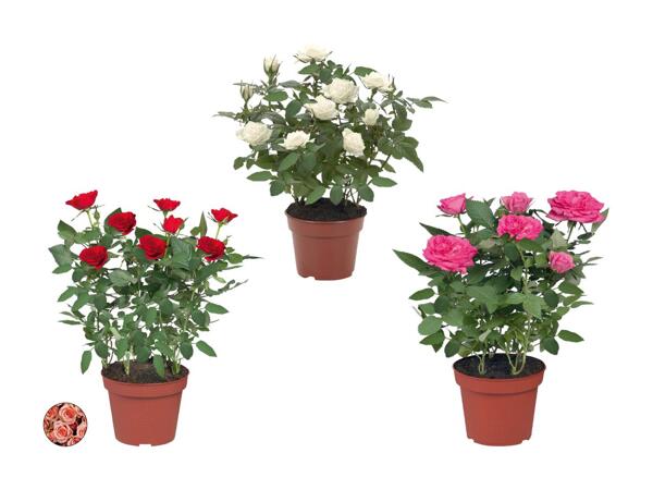 Rosier en pot