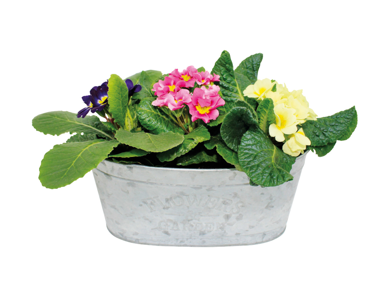 Primroses in Zinc Pot1