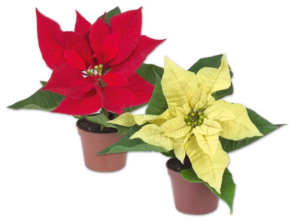 Weihnachtsstern Mini