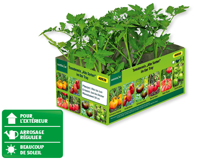 Mix de tomates