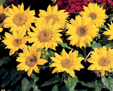 Patio Sunflower