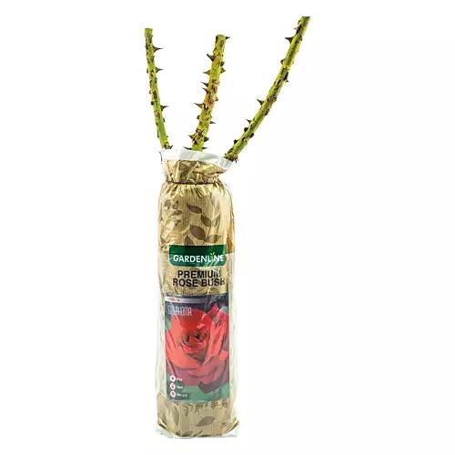 Premium Rose Bush - Assorted Varieties