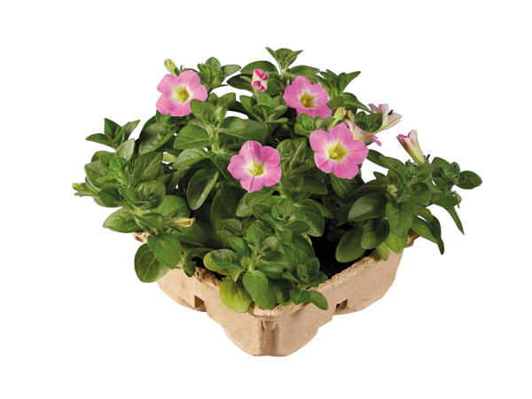 4 pack plastic free Bedding Plants
