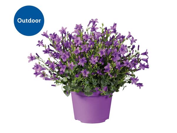 Campanula GeMee