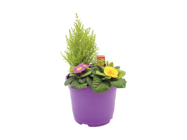 Spring Planter