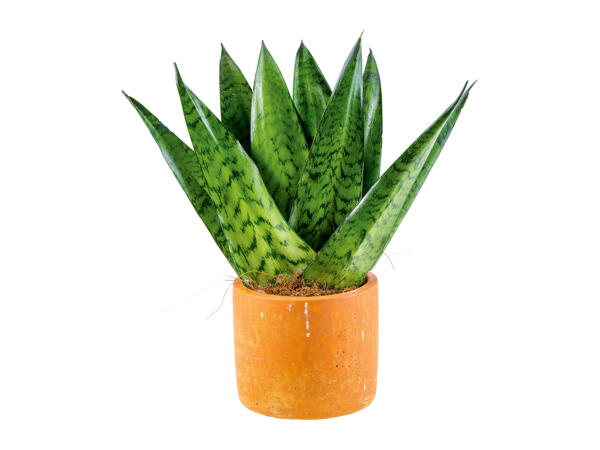Easy Care Plant