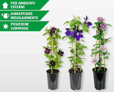 Clematide rampicante