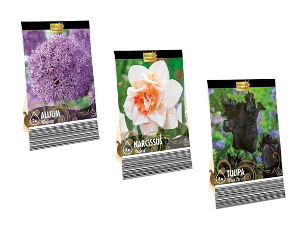 Bulbes de fleurs "Premium"