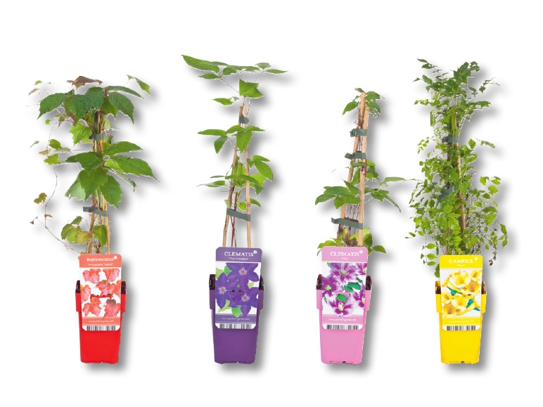 Plantes grimpantes