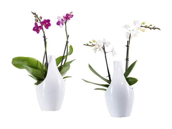 Phalaenopsis en pot céramique design