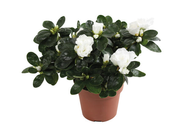 Azalea