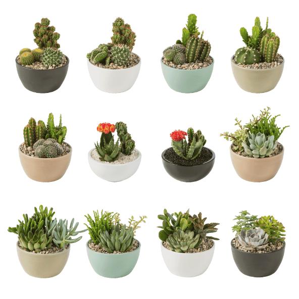 Cactus- en vetplantcompositie