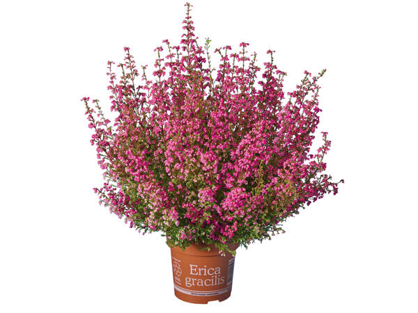 Heidekraut (Erica Gracilis)