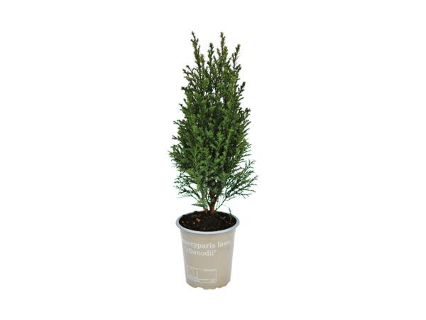 Bedding Conifer