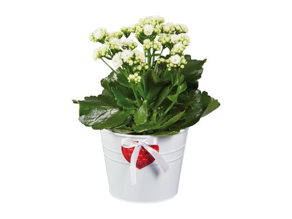 Kalanchoe