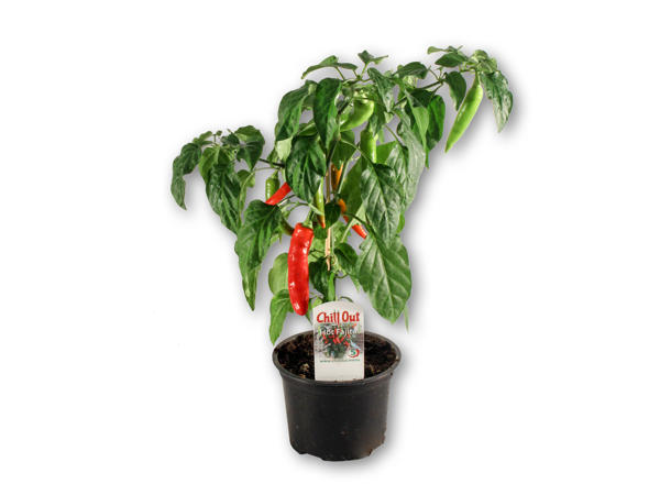 Chiliplanter