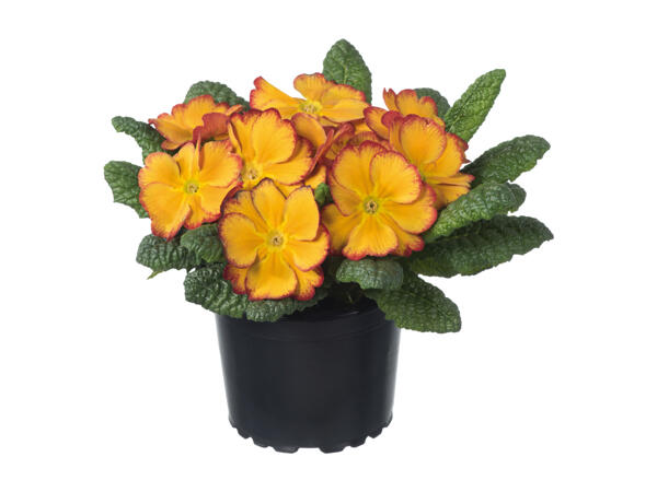 Primrose Acaulis