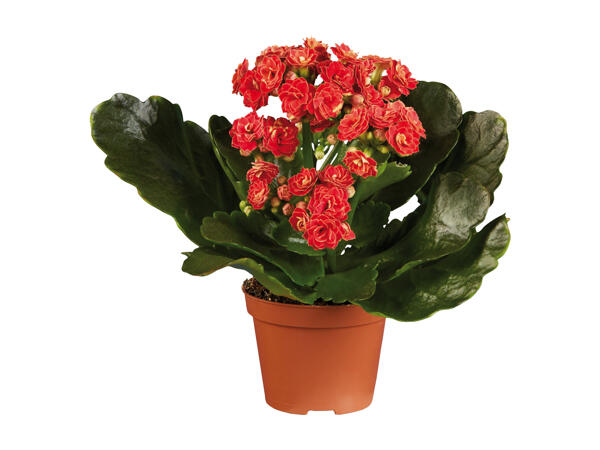 Mini Kalanchoe