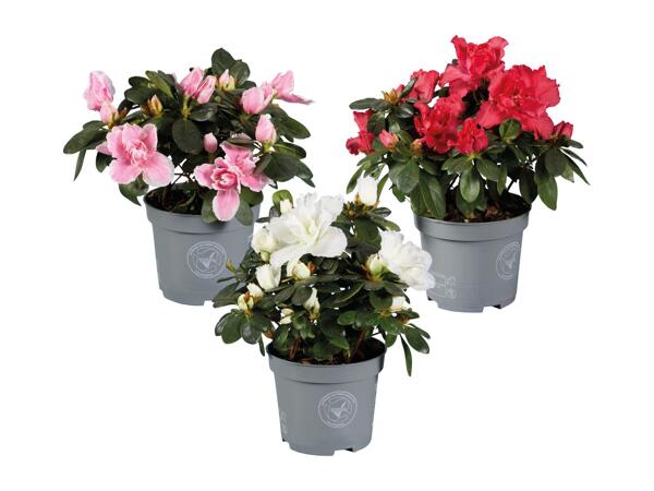 Azaleas
