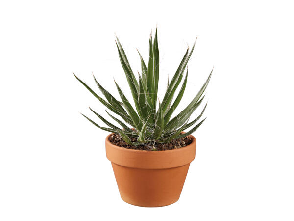 Cactus dans un pot en terre cuite