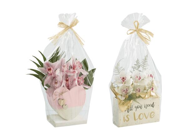 Cymbidium "Valentin", 6 tiges