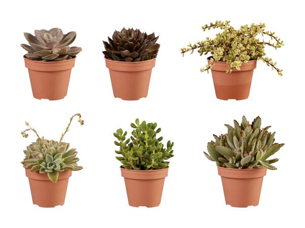 Succulentes XL