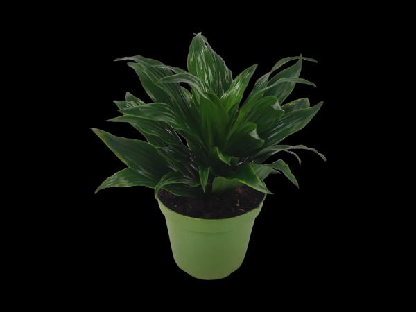 Green Plants