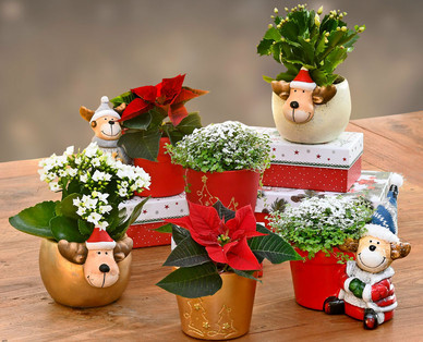 Bepflanzte Weihnachtskeramik