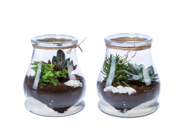 Succulents