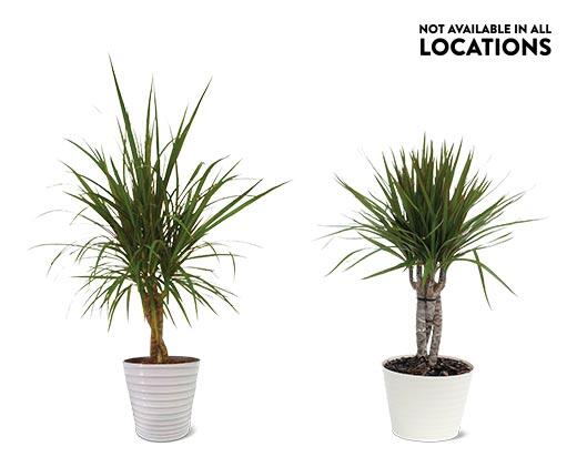 6" Foliage Assorted Varieties
