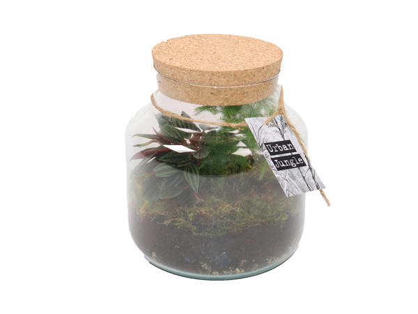 Terrarium avec 2 plantes