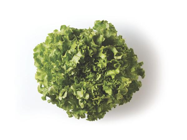 Gentile Lettuce