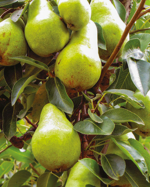 British Grown Fruit Tree