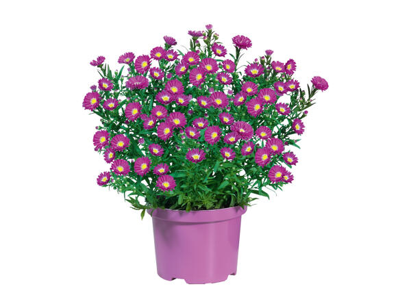 Aster