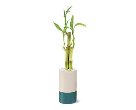 2.5" Lucky Bamboo