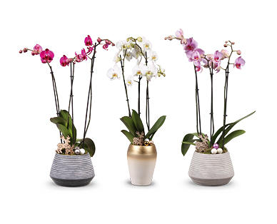 Orchidee 3 Triebe