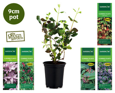Climbing Plants