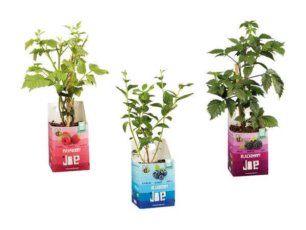 Arbuste fruitier bio "Joe"