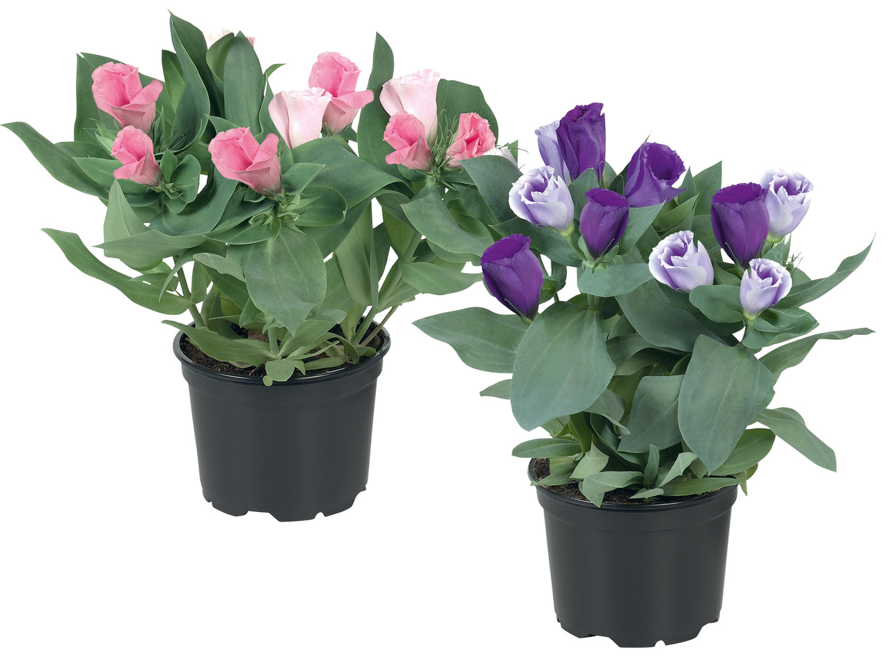Eustoma