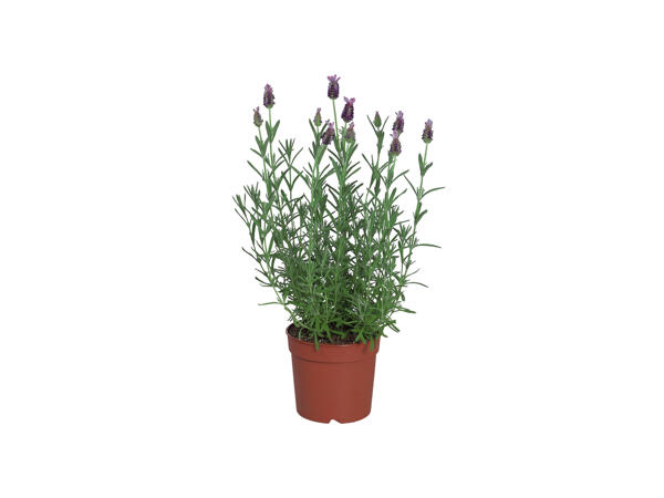 French Lavender