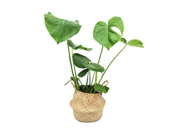 Monstera in Alibaba Basket