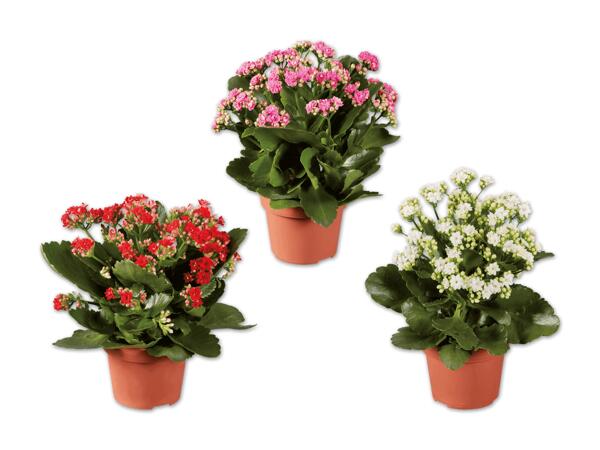 Kalanchoe
